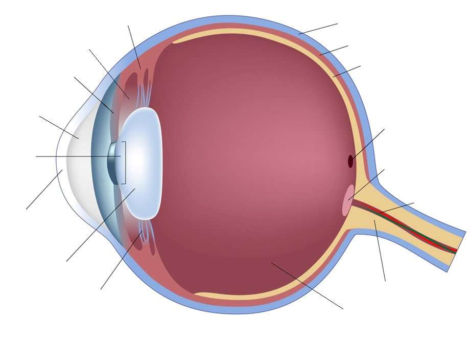 Анатомія ока скласти пазл онлайн з фото