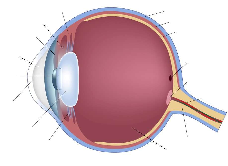 Anatomy of the Eye puzzle online from photo