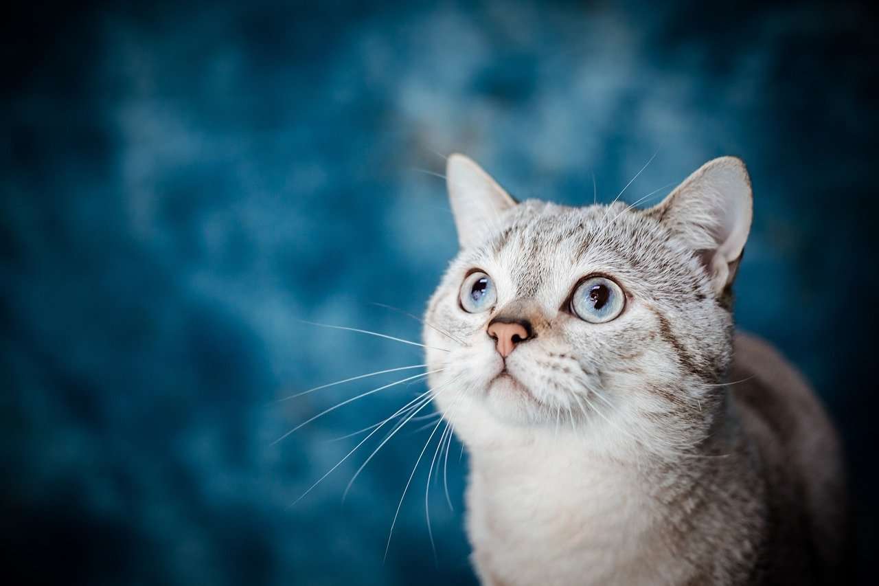 Γατάκι σε μπλε φόντο παζλ online από φωτογραφία