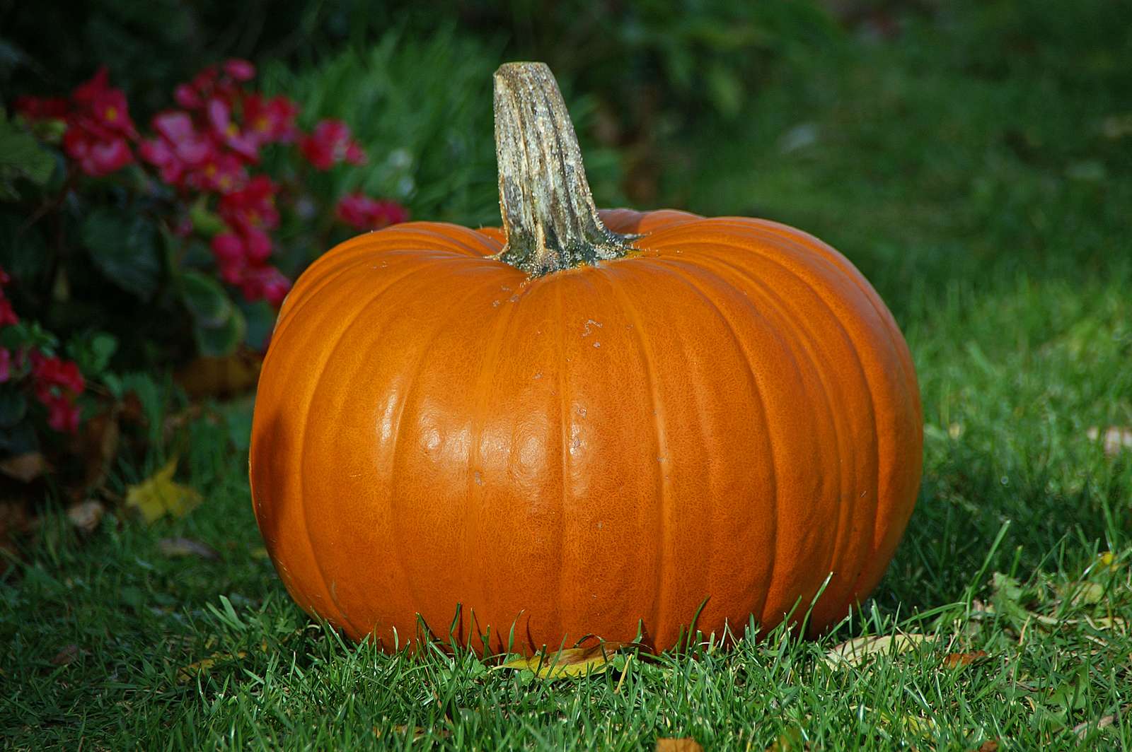 a pumpkin puzzle online from photo