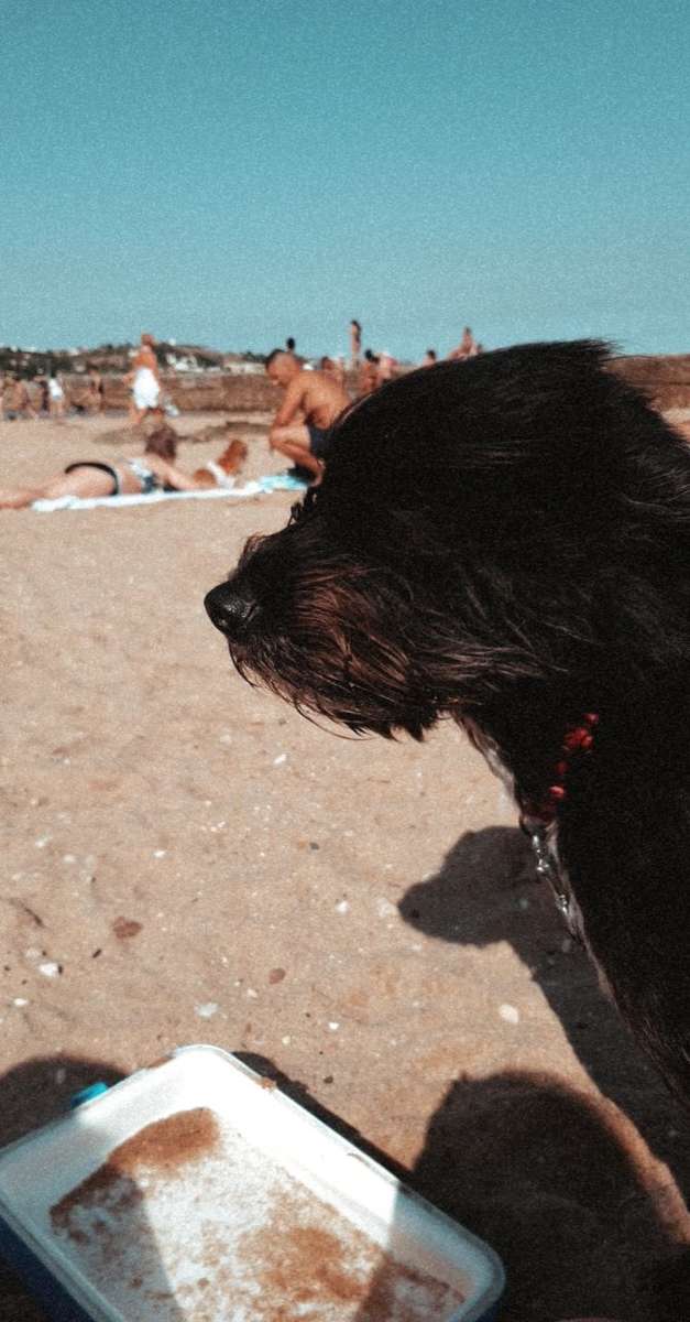 Λούσι σκύλος παζλ online από φωτογραφία