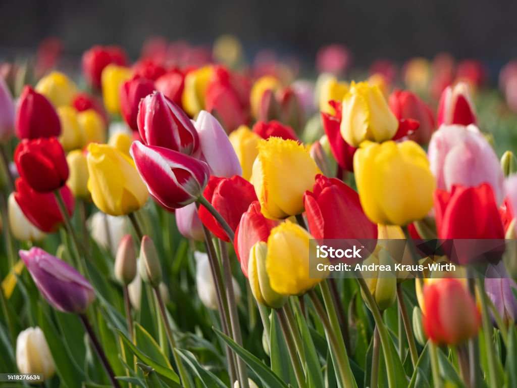 Tulipa puzzle online