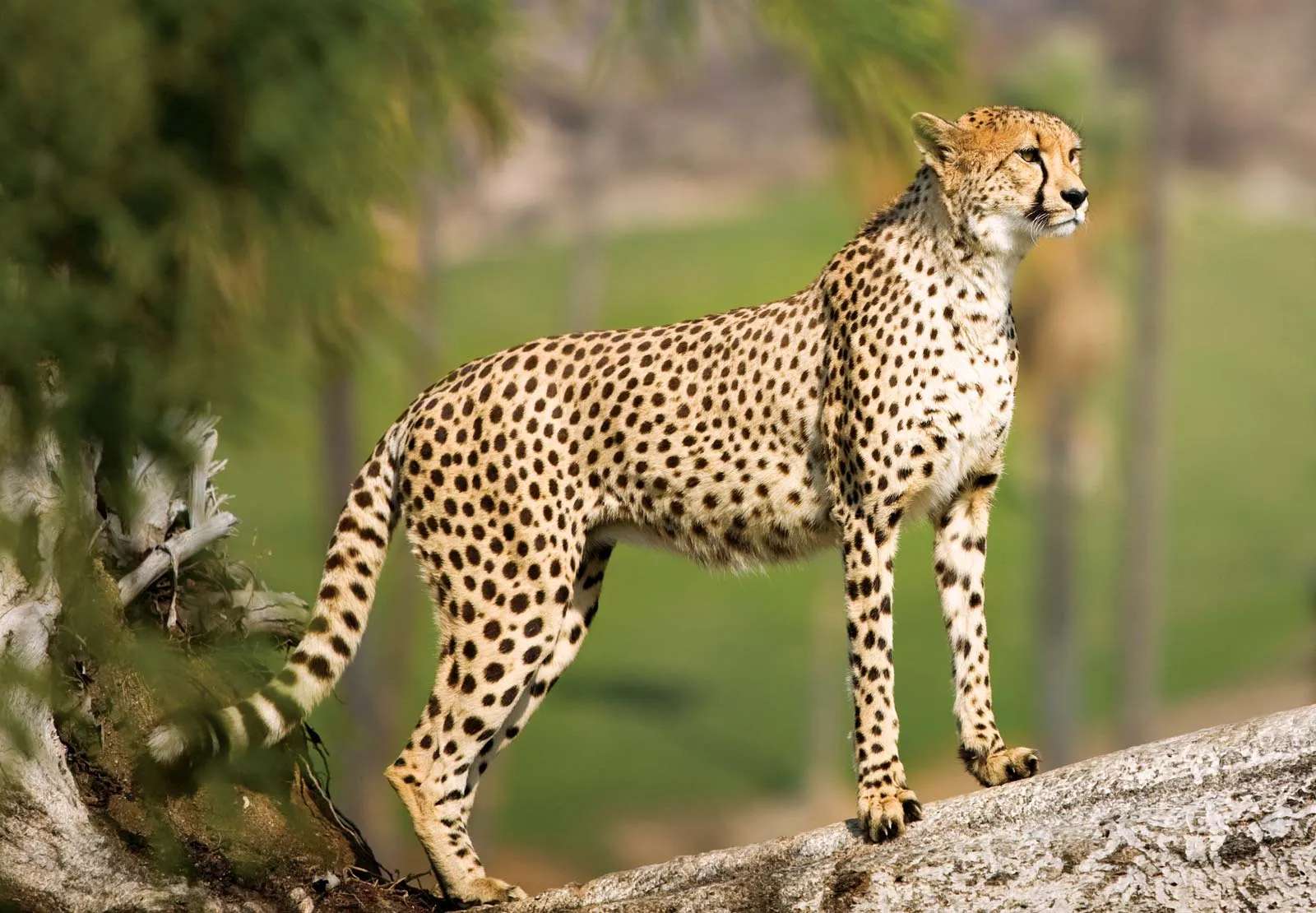 De Cheetah online puzzel