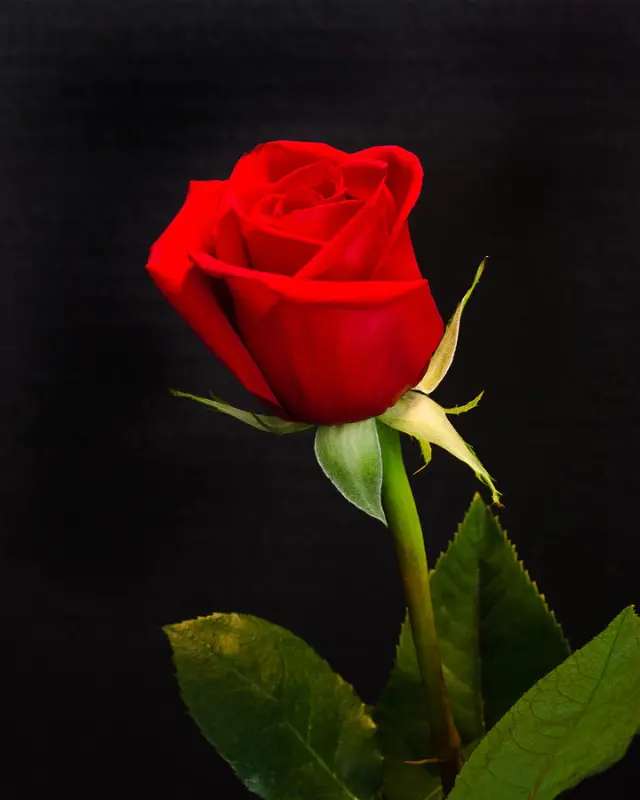 Роза для вас онлайн пазл