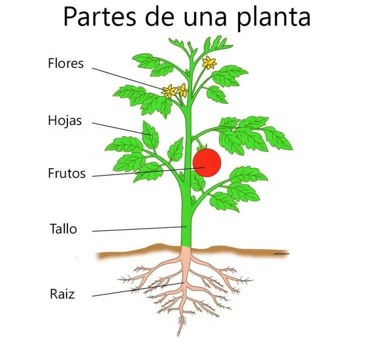 植物とその部分 写真からオンラインパズル