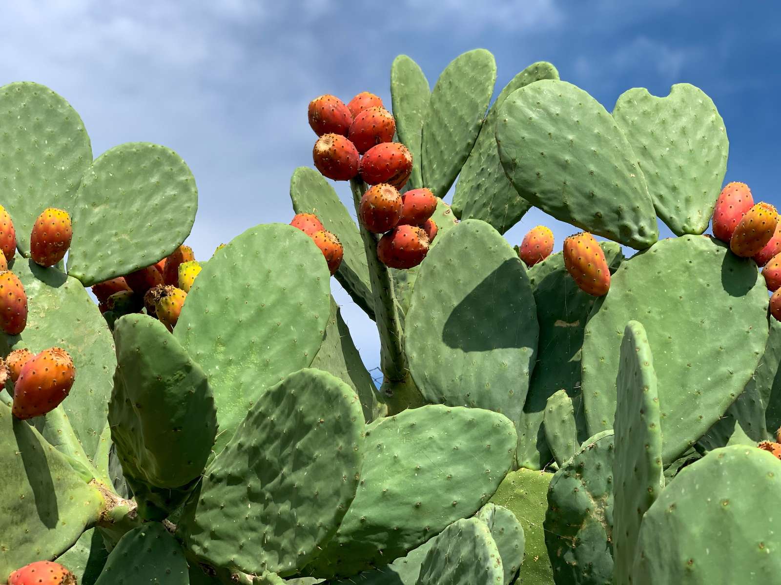 Nopal kaktus pussel online från foto