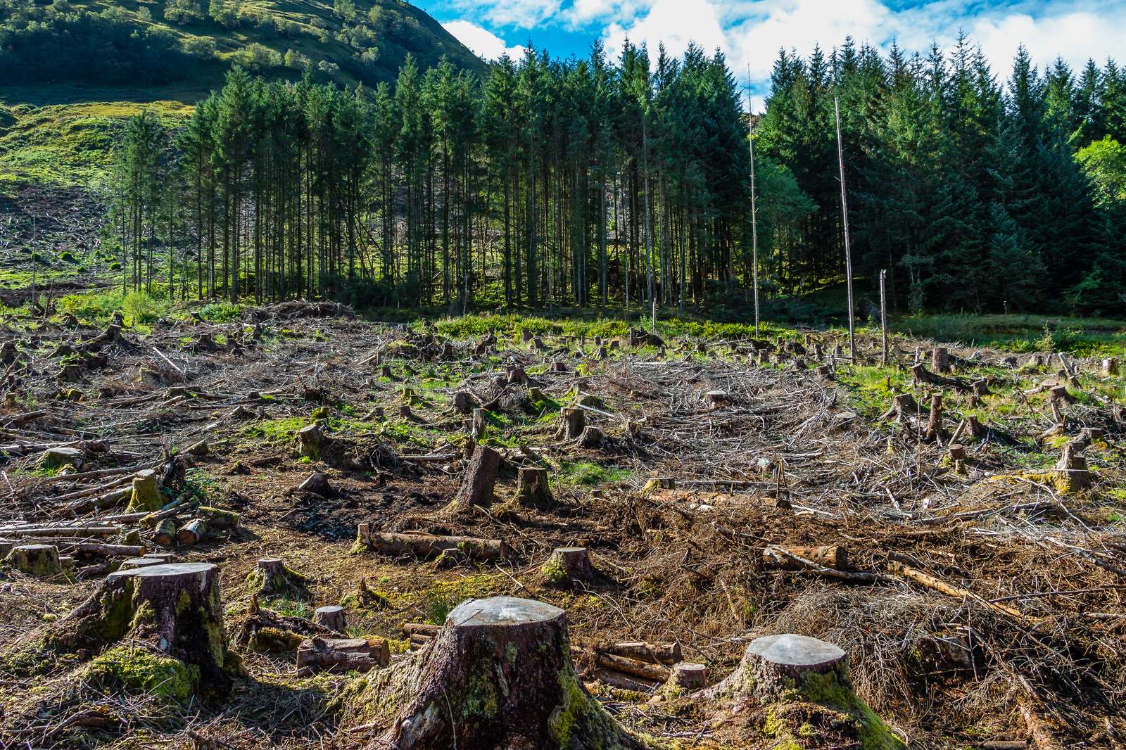 вырубка леса онлайн-пазл
