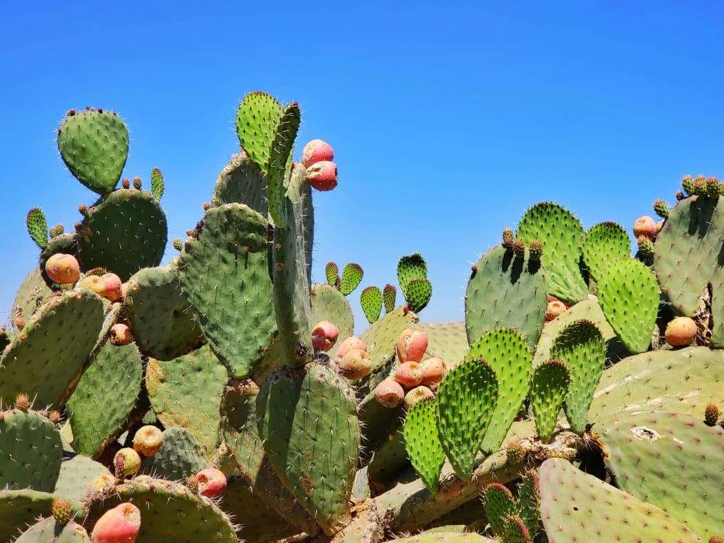 Nopálový kaktus online puzzle