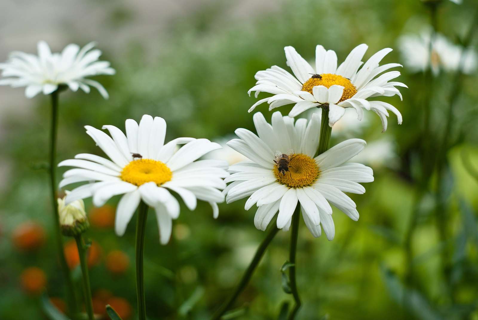 DAISY FLOWER puzzle online from photo