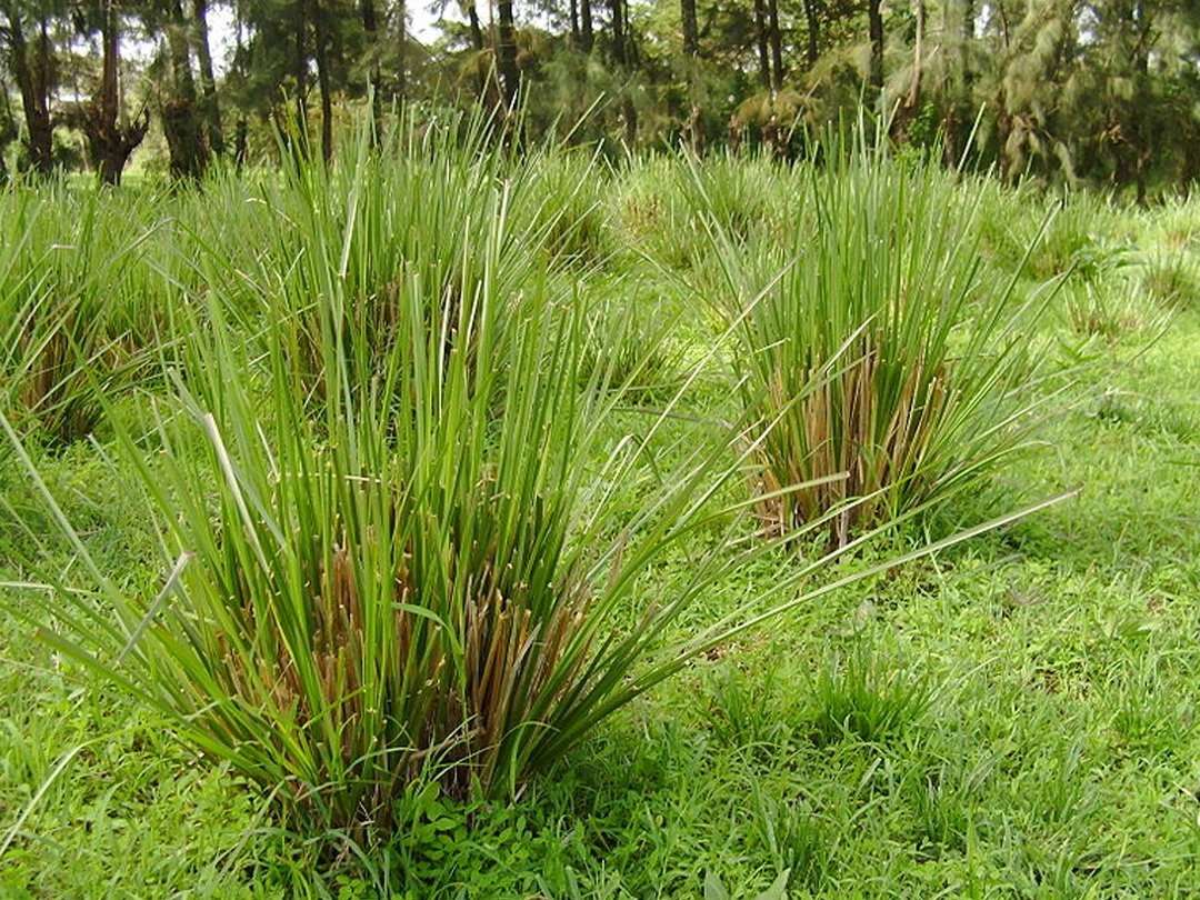 vertiver grass puzzle online from photo