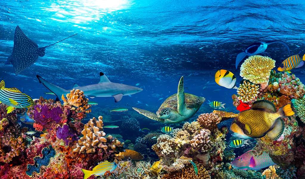 aquatisch ecosysteem puzzel online van foto