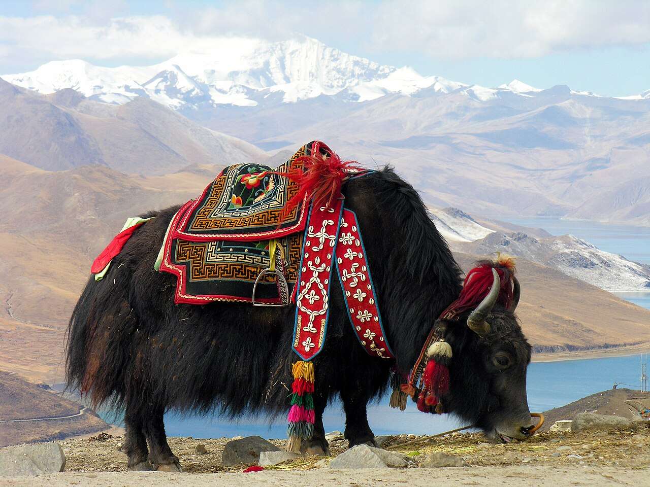 Yak nära Yamdrok sjö, Tibet. Pussel online