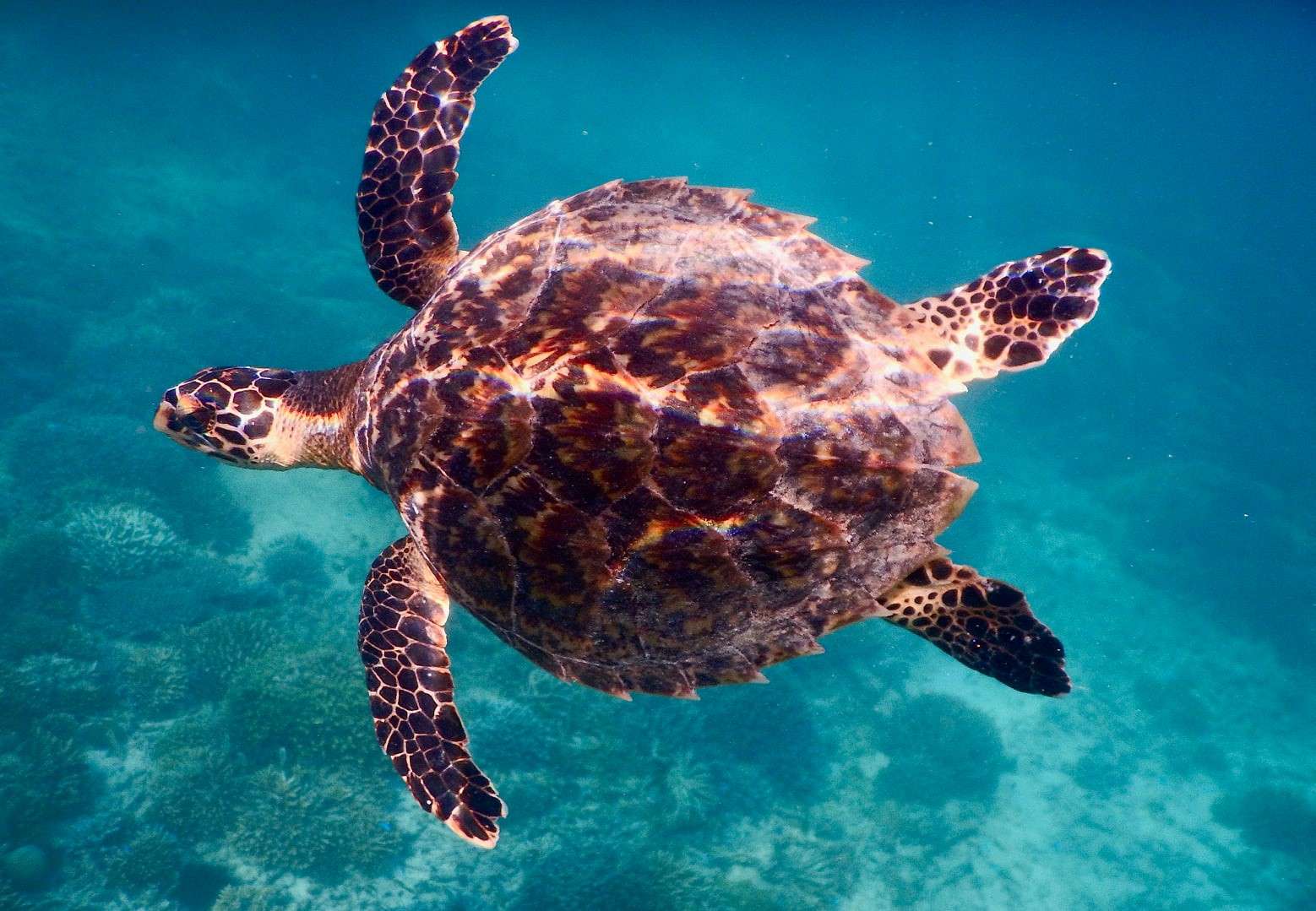 tartaruga alle seychelles puzzle online da foto