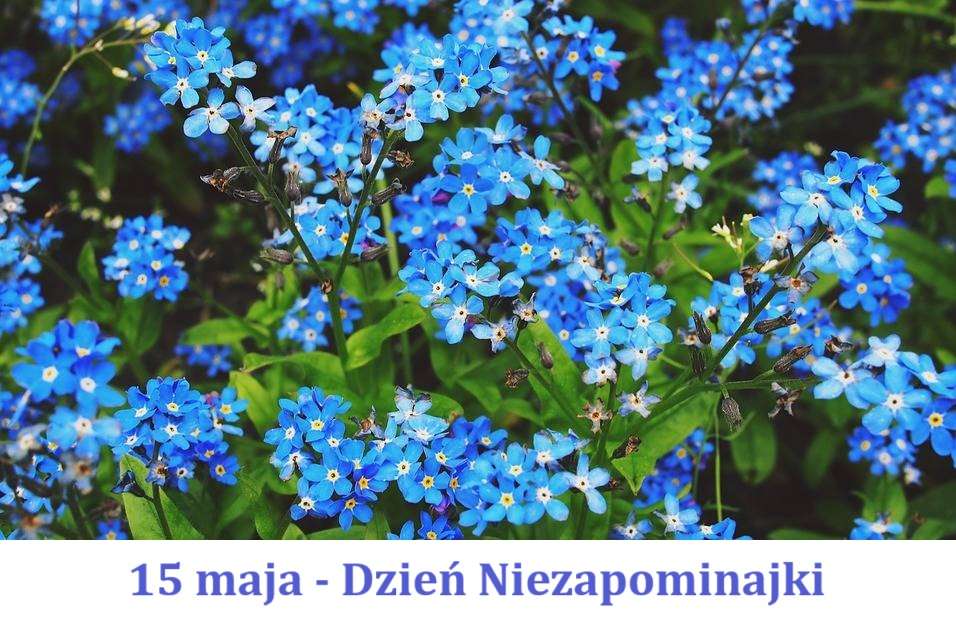 Forget-me-not Day online puzzle