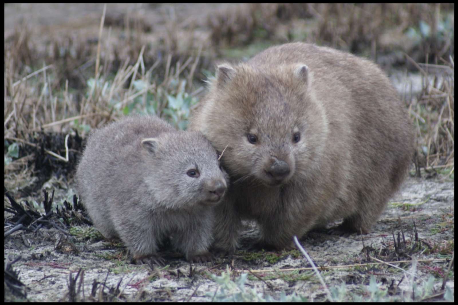 Womad - wombat online puzzle