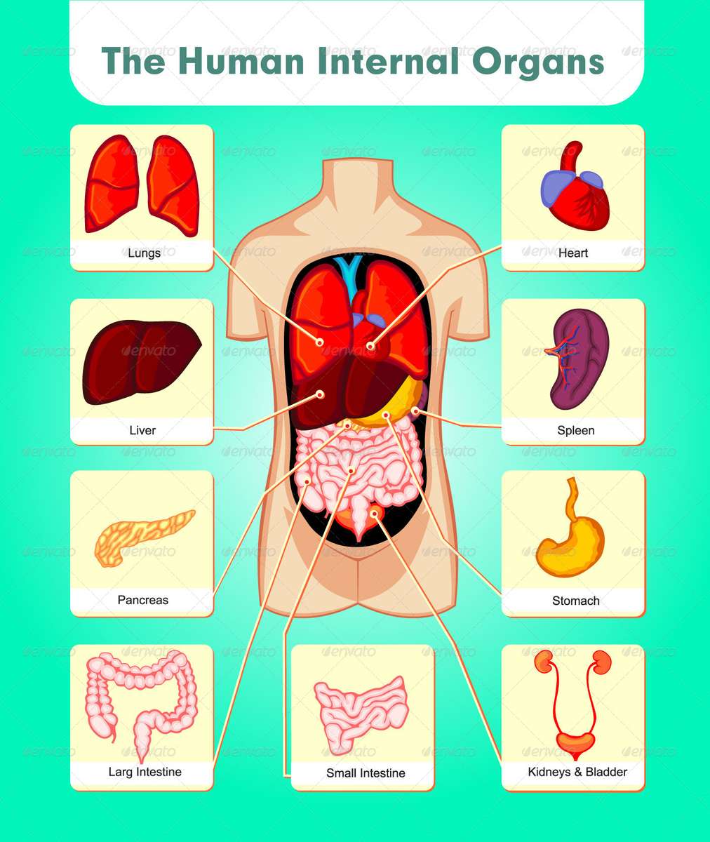 the human internal organs puzzle online from photo