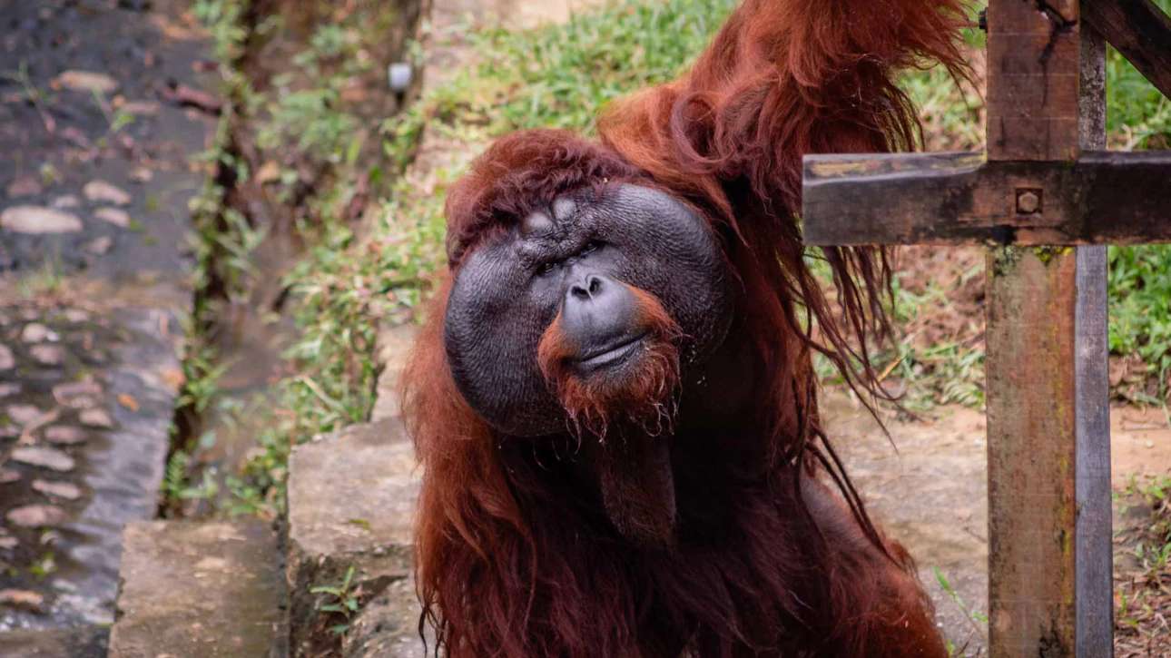 orangutan puzzle online z fotografie