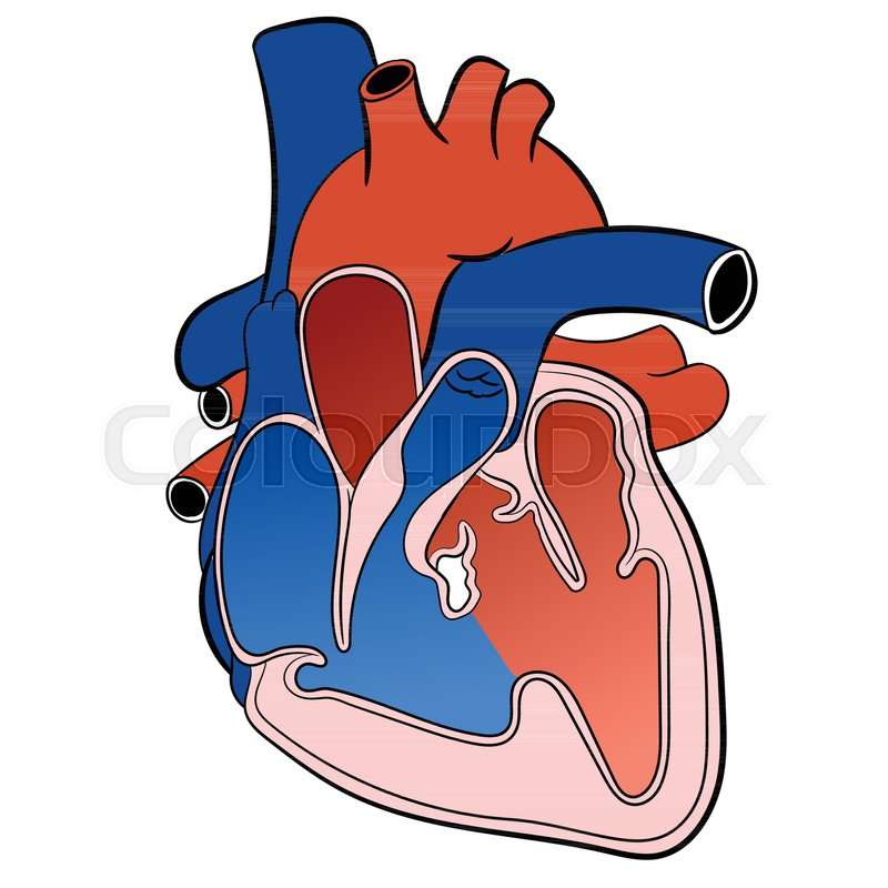 Circulatory System online puzzle