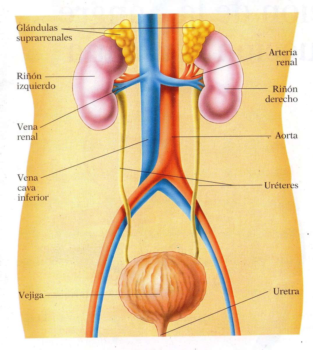 URINARY SYSTEM puzzle online from photo