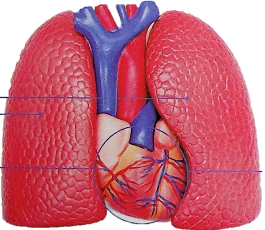 Hjärta och lungor pussel online från foto