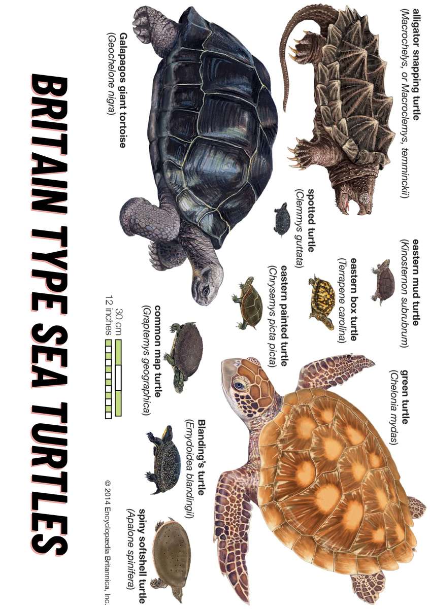 schildpad Maleis online puzzel