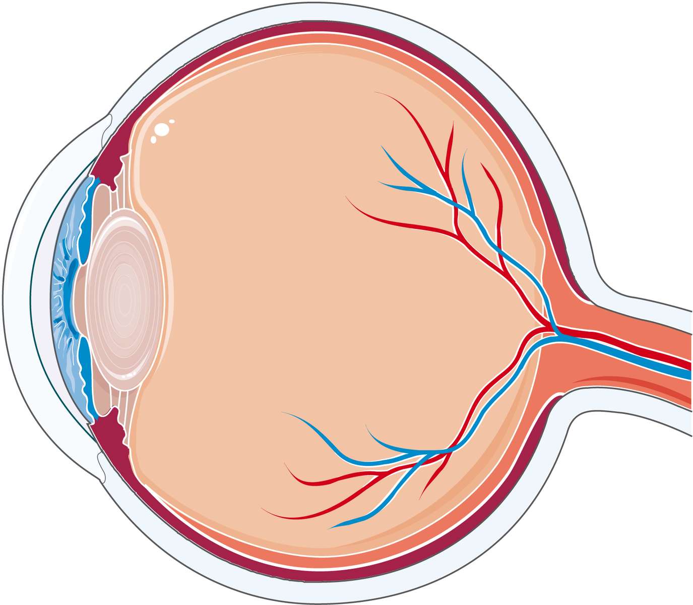Анатомия на окото онлайн пъзел от снимка
