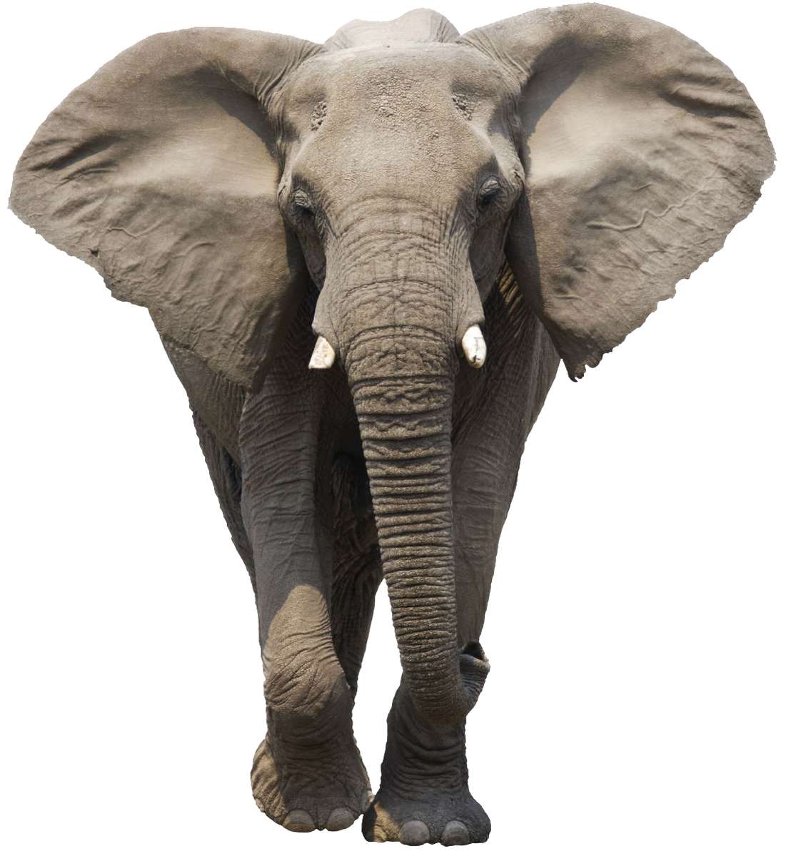 Elephant puzzle online from photo