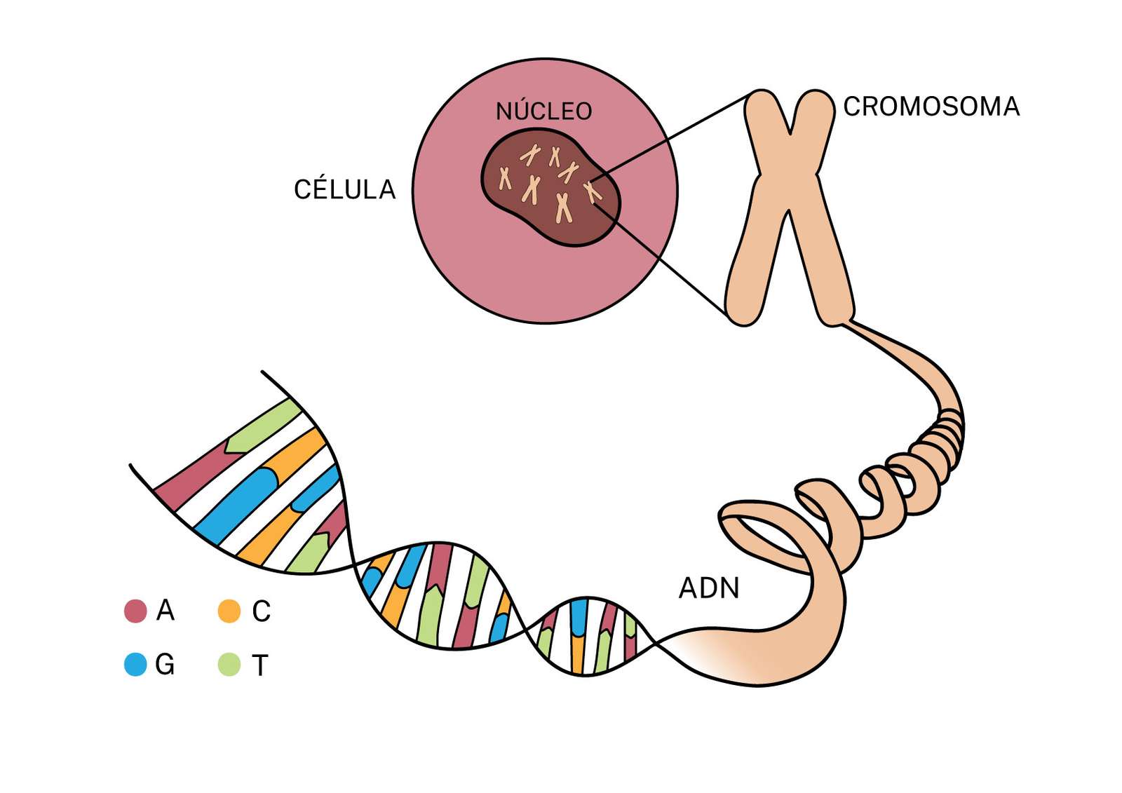γονίδια και DNA online παζλ