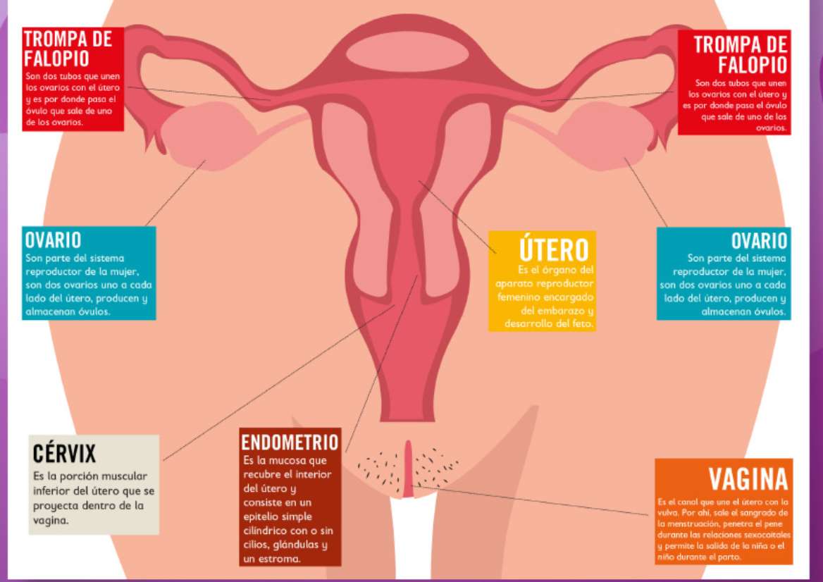 női reproduktív rendszer puzzle online fotóról