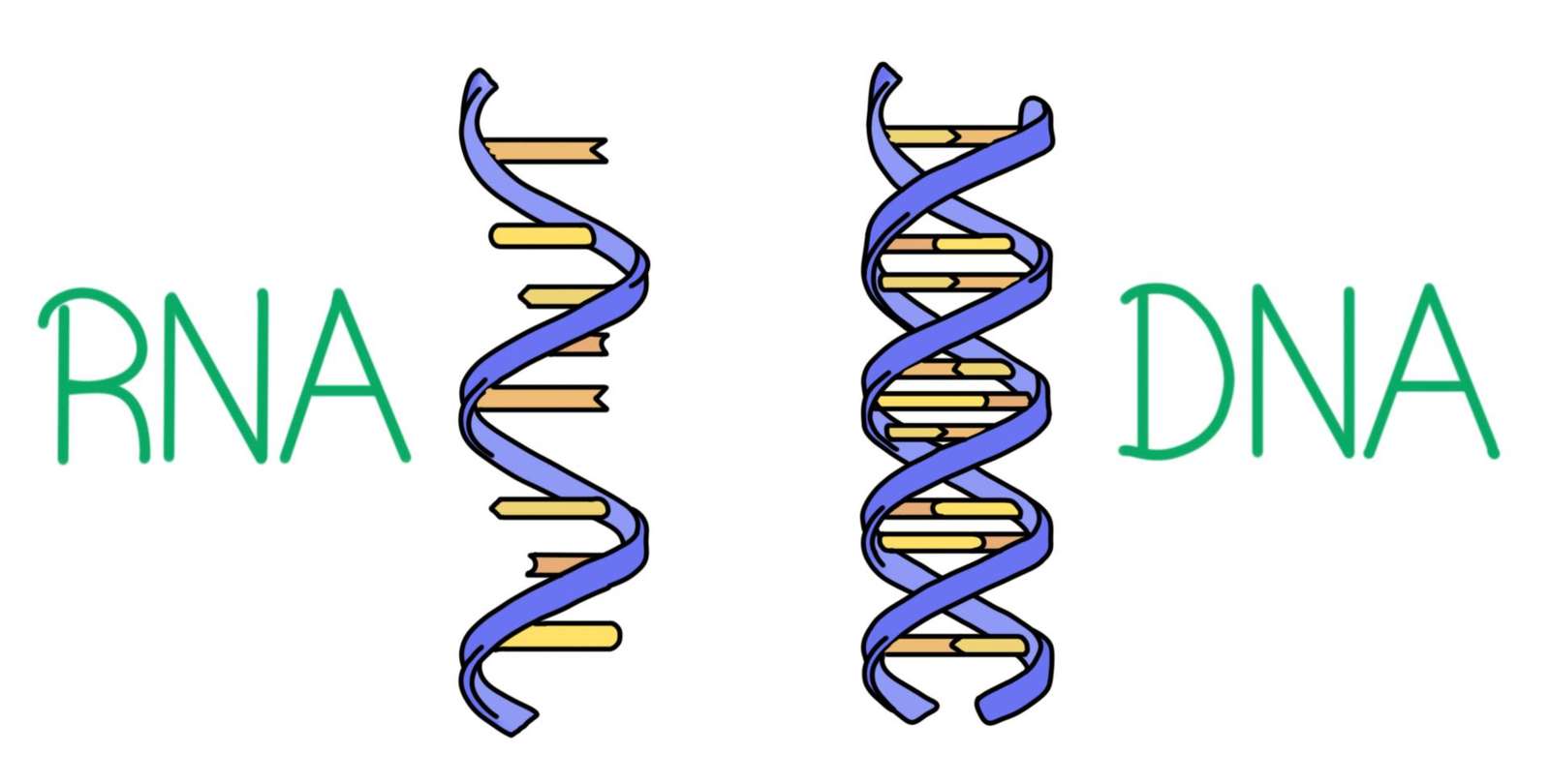 ADN și rna puzzle online