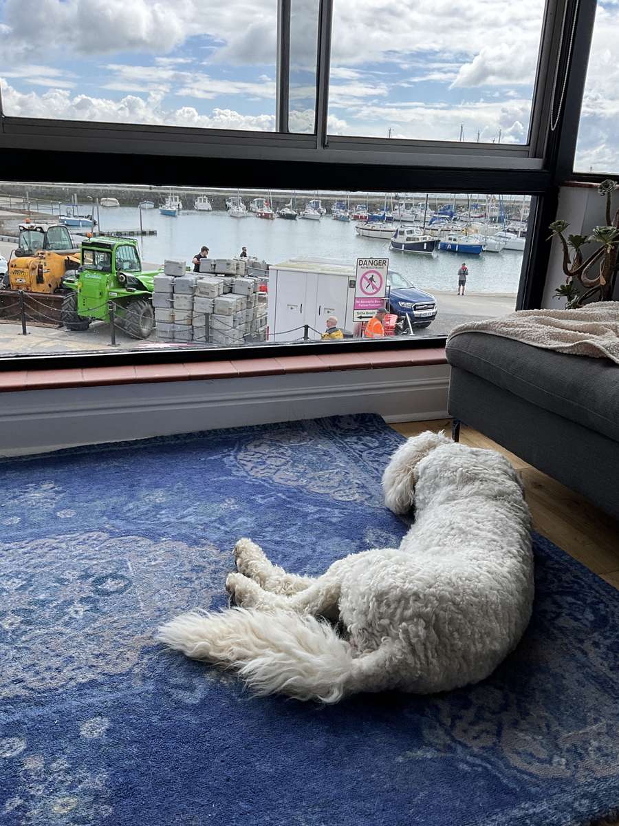 Dog on holiday online puzzle