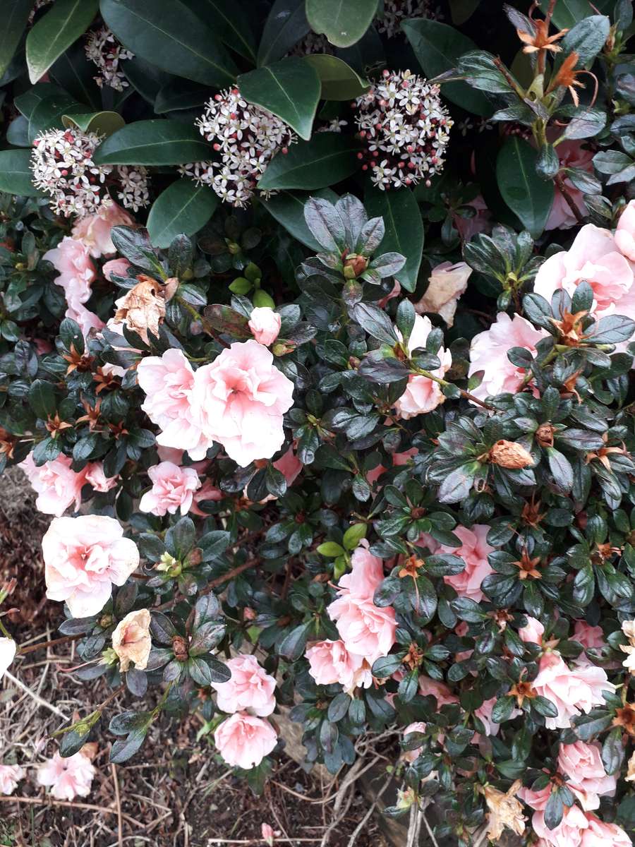 Tufa de flori puzzle online din fotografie