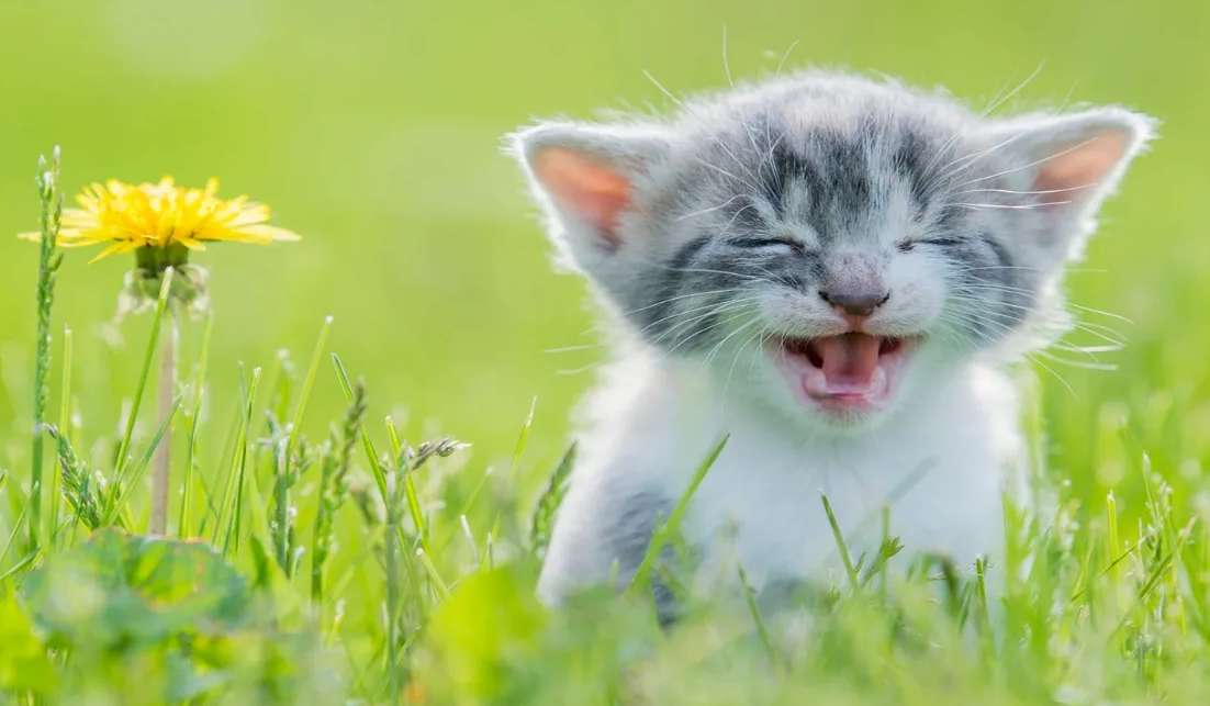 笑っている猫 写真からオンラインパズル