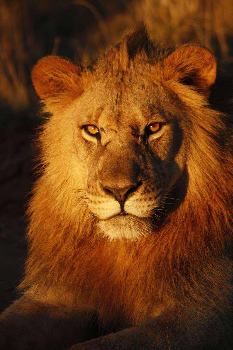 Lion de la Jungle puzzle en ligne à partir d'une photo