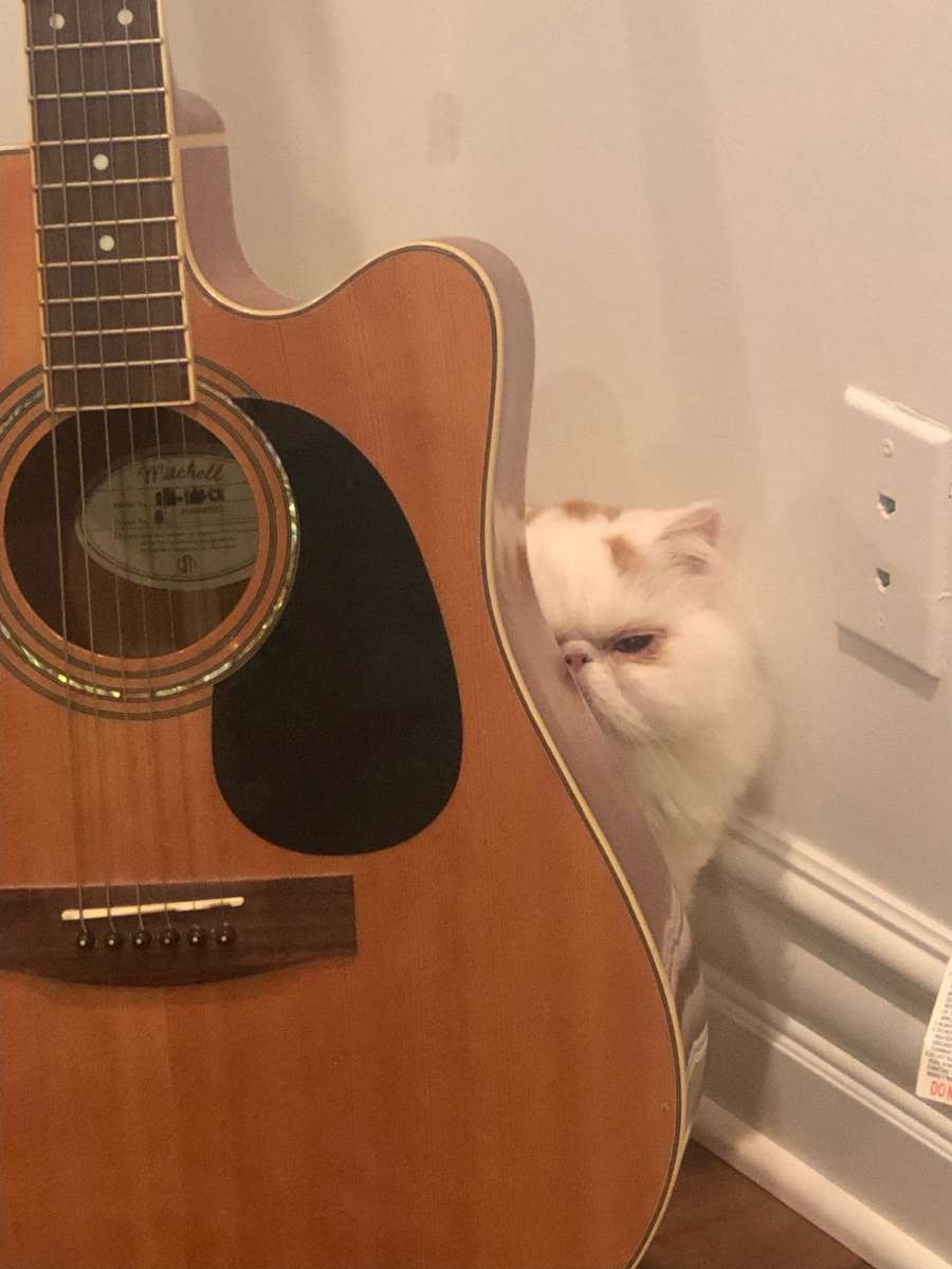 Кіт Норберт скласти пазл онлайн з фото
