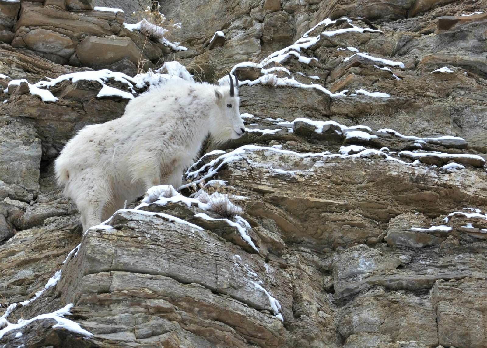 Mountain goat puzzle online from photo