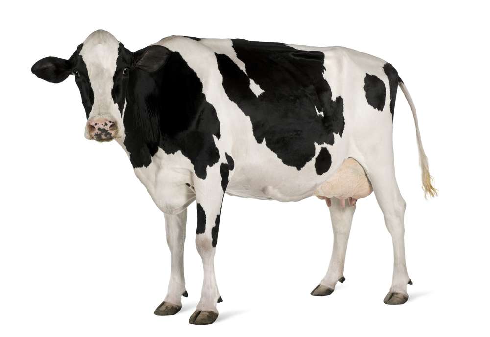 cow puzzle puzzle online from photo