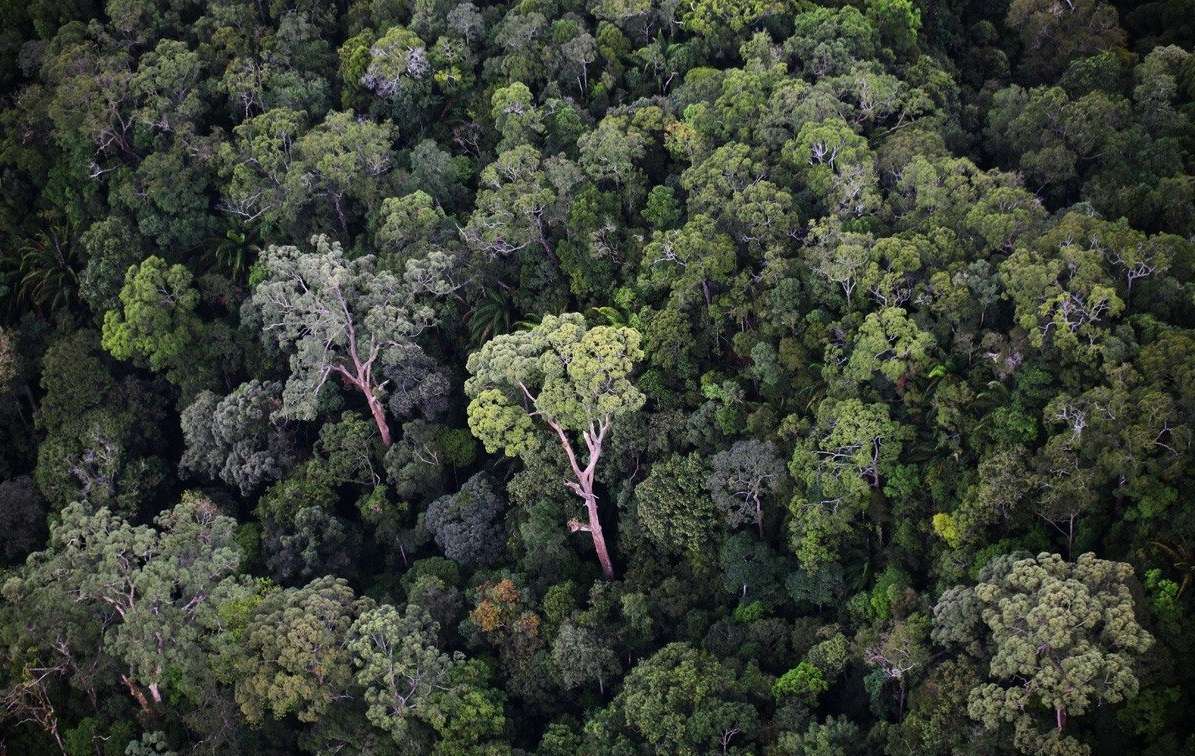 τροπικό δάσος παζλ online από φωτογραφία