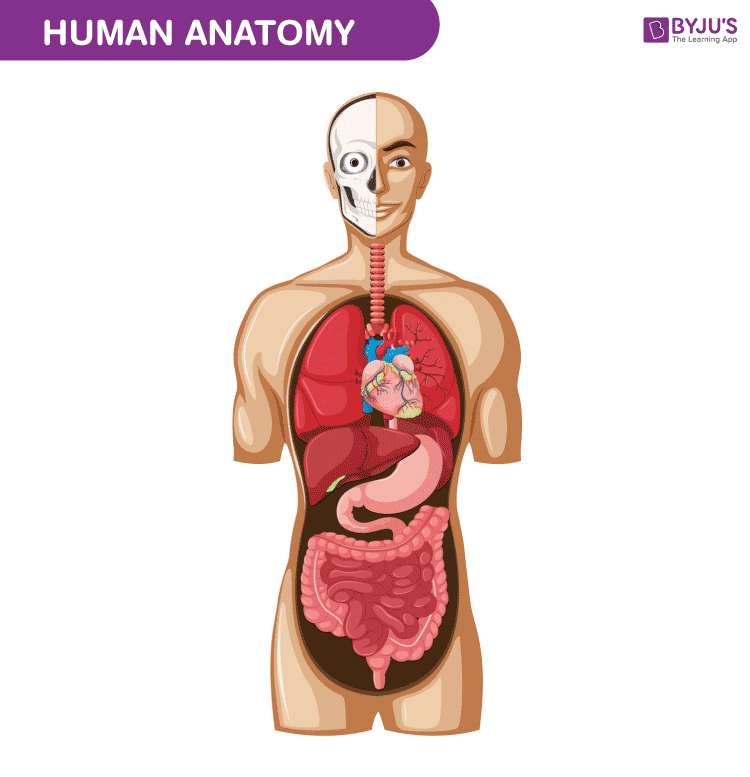 corpo umano puzzle online da foto