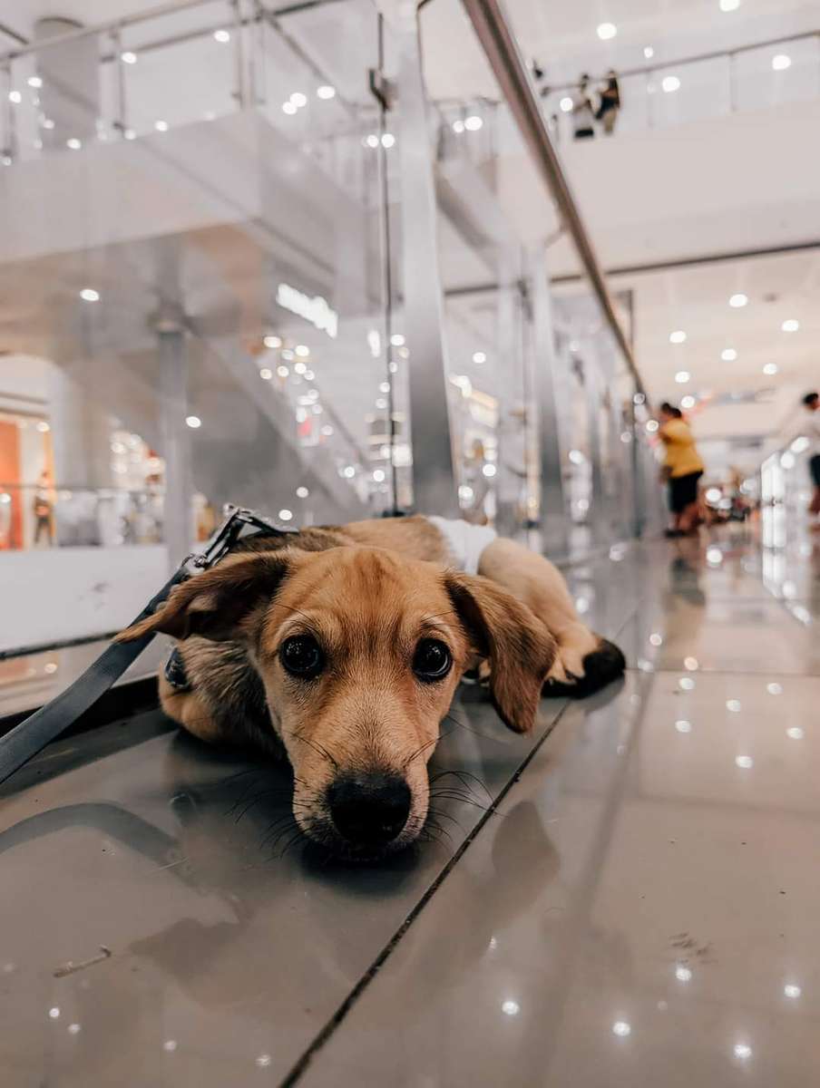 Σκύλος στο εμπορικό κέντρο online παζλ