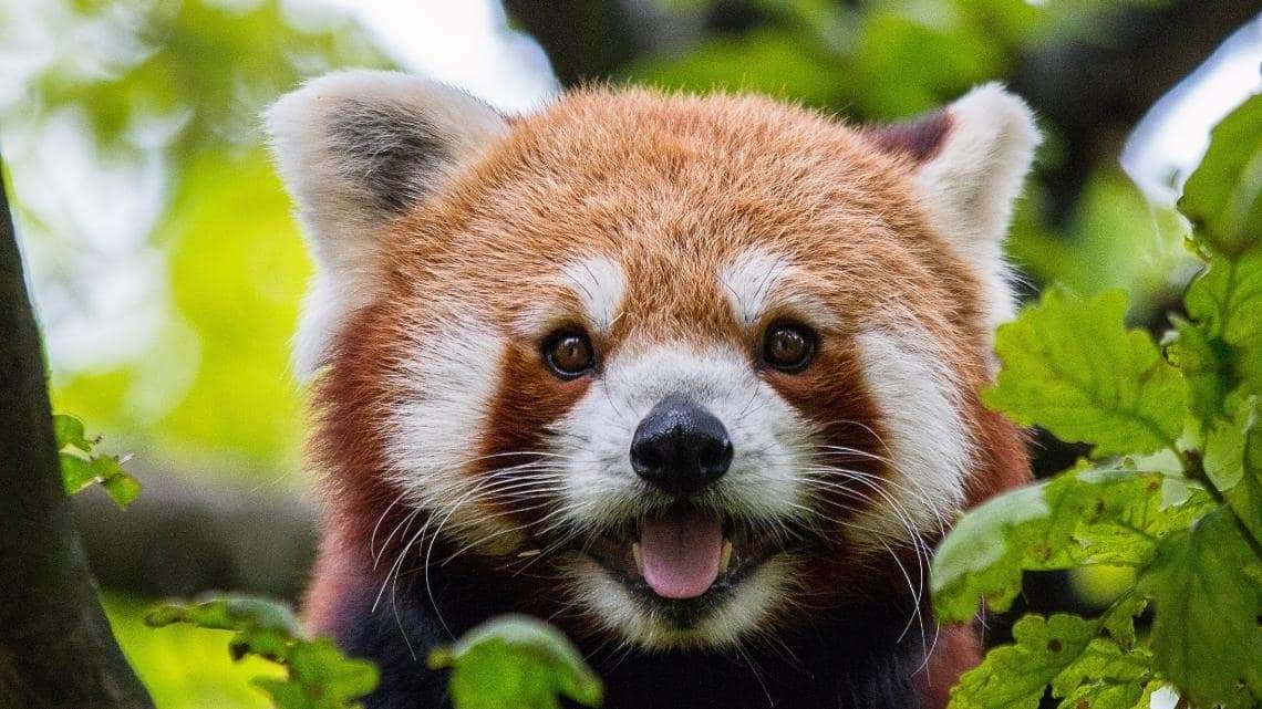 Red panda puzzle online from photo