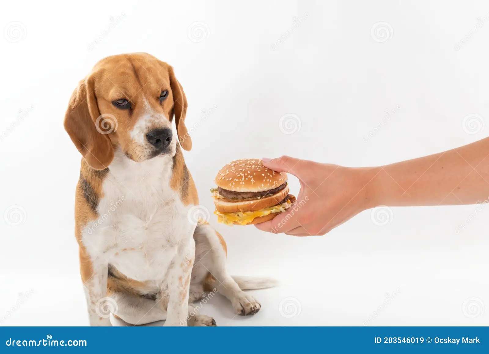 Câinele și burgerul puzzle online din fotografie