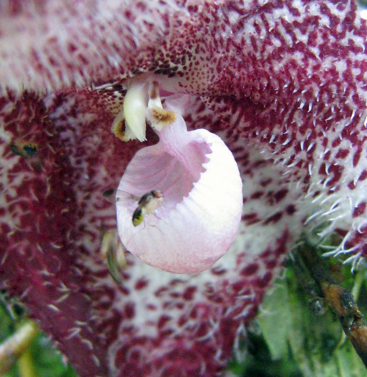 drakula orchidea puzzle online fotóról