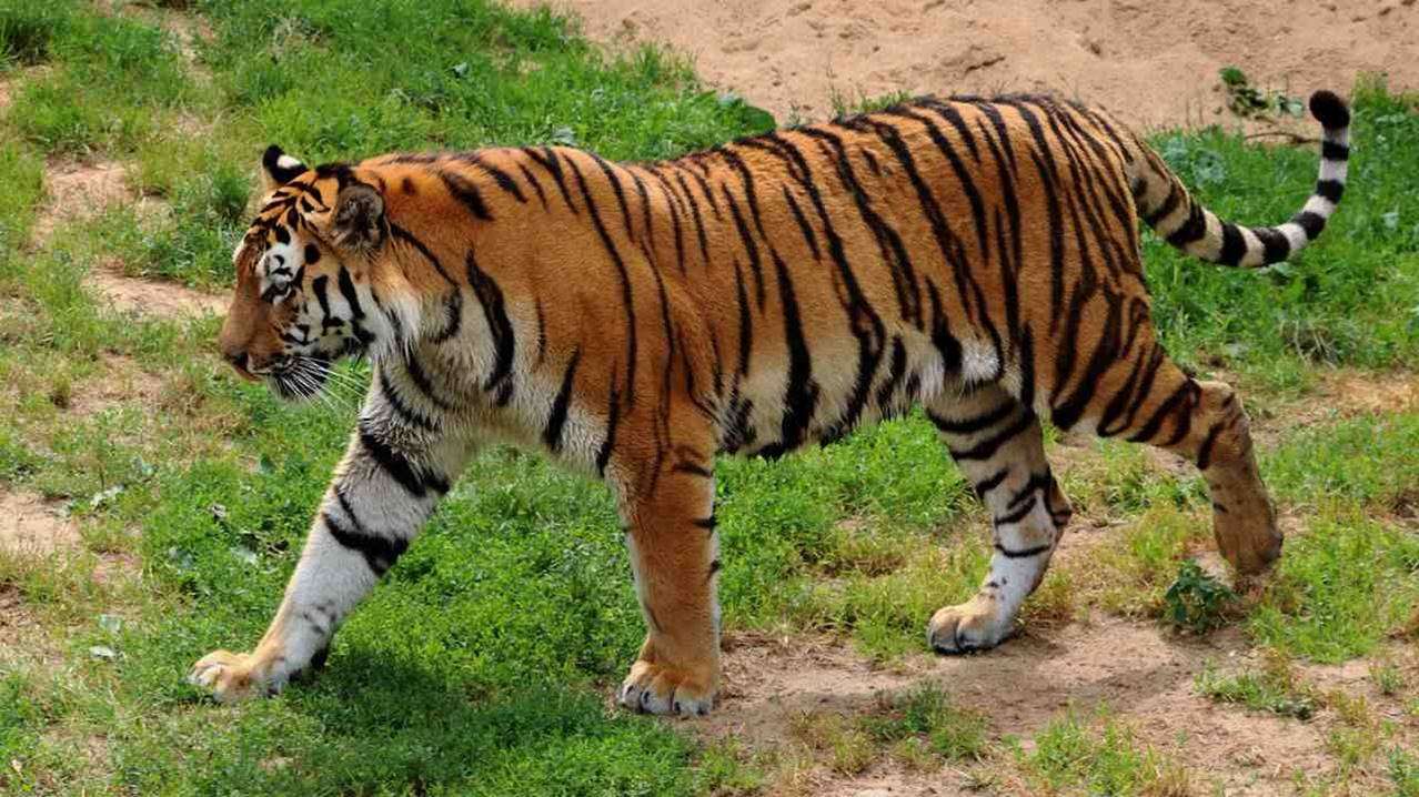 Journée du Tigre puzzle en ligne