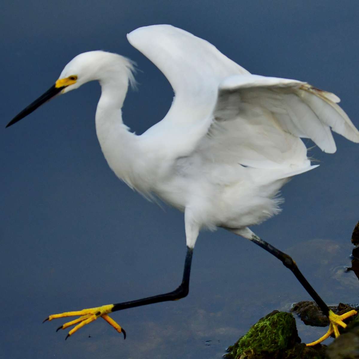 Snowy Egret puzzle online from photo