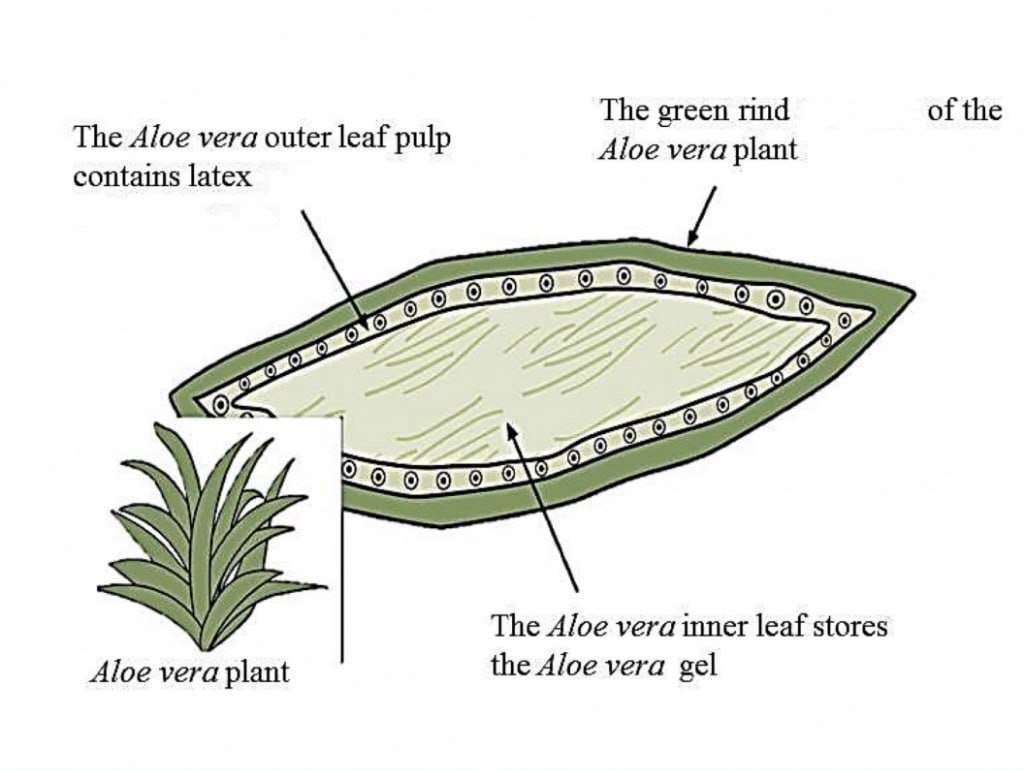 Tvärsnitt av en Aloe Vera-växt pussel online från foto
