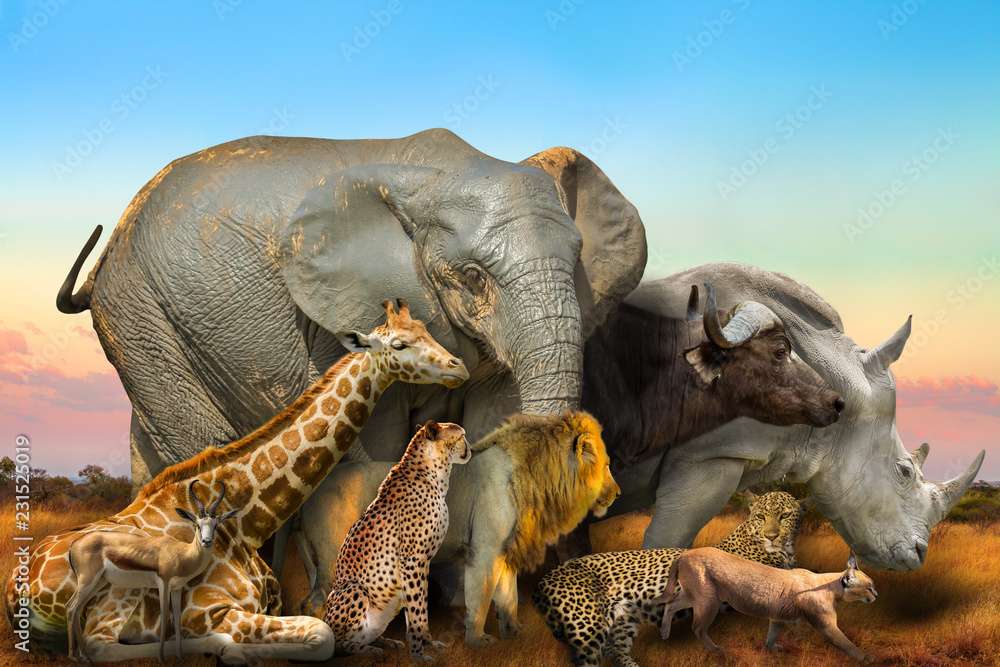 animals! puzzle online from photo