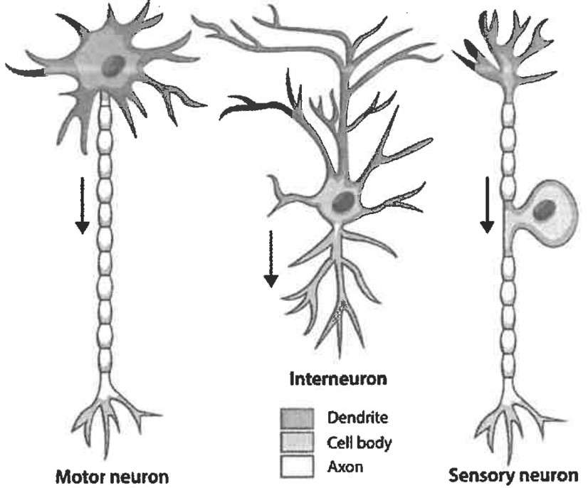neuron pussel pussel online från foto