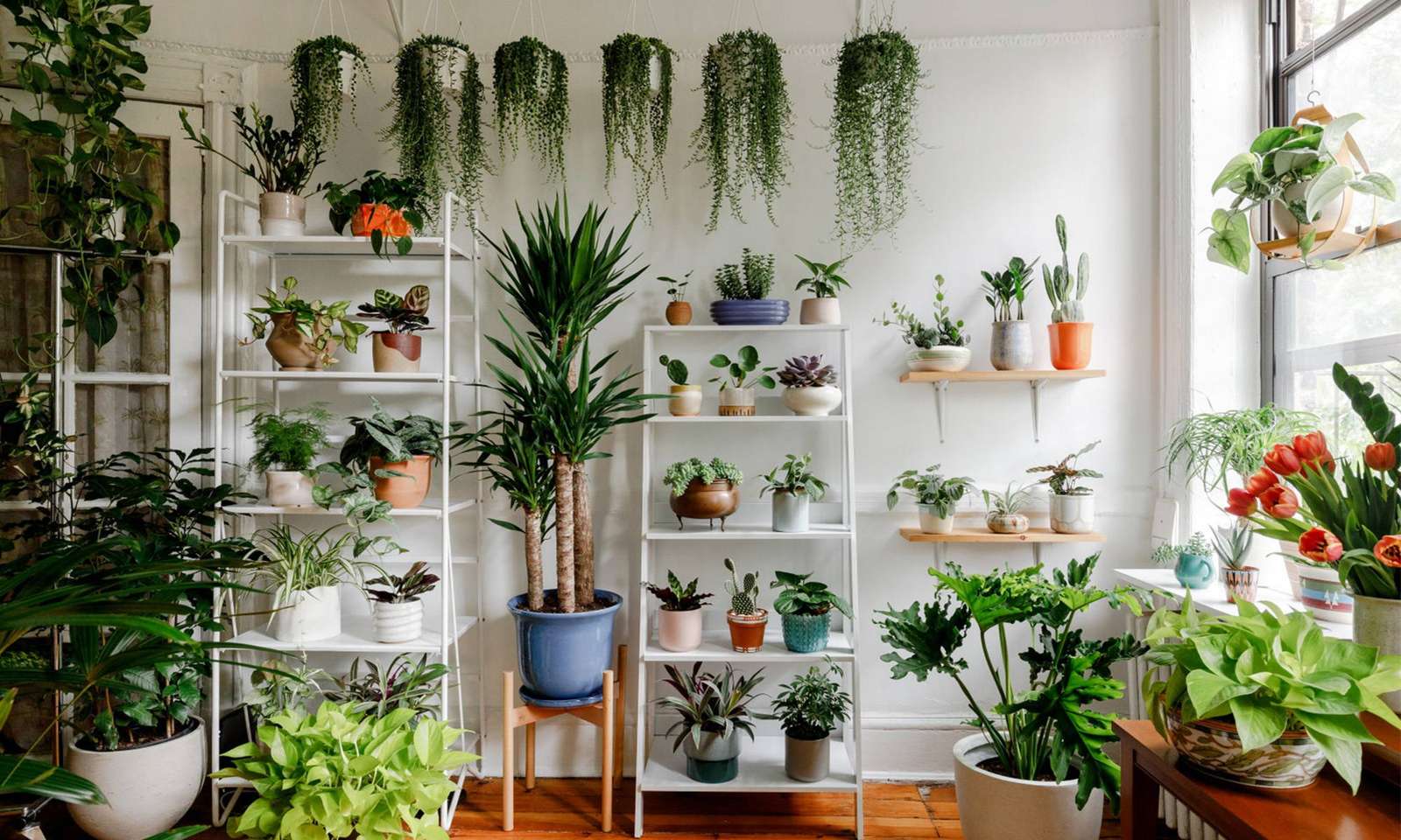 Hangende planten puzzel online van foto