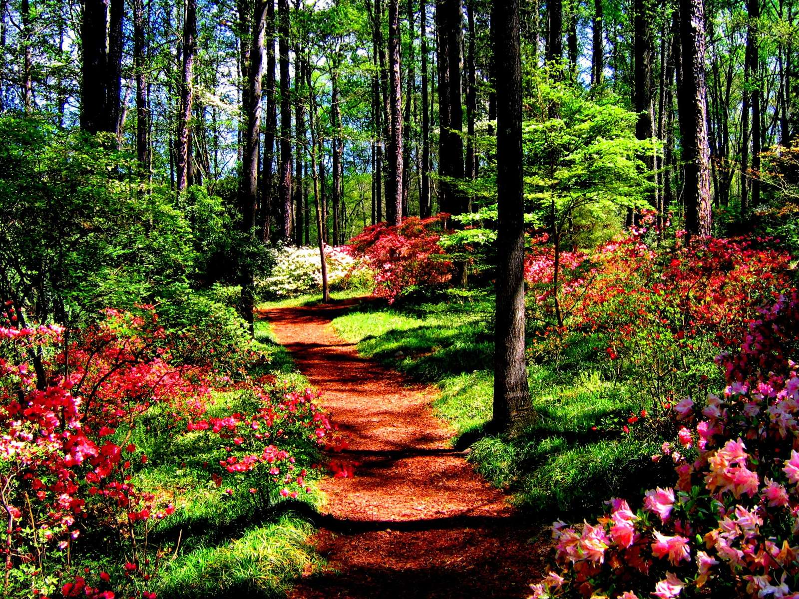 Pădure drăguță puzzle online din fotografie
